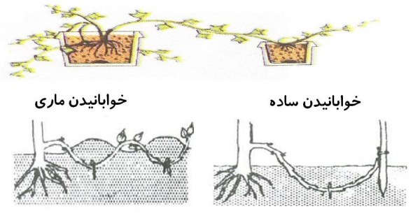 خوابانیدن